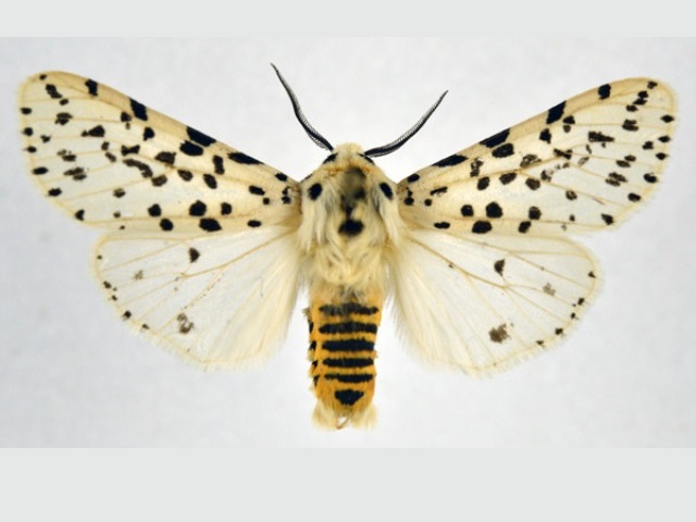 Alpenus nigropunctata
